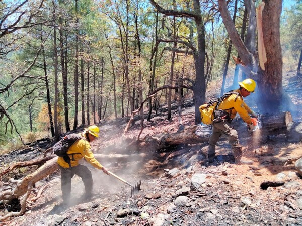<strong>Realizan exitosa labor brigadistas y personal especializado de combate contra incendios forestales en el estado</strong>