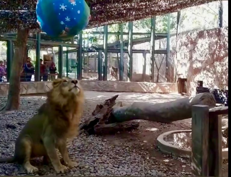 Fauna silvestre del Zoo de Culiacán recibe sus regalos en el marco de los festejos de navidad y año nuevo